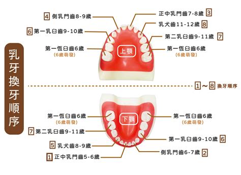 門牙掉了多久會長|換牙順序一次看！兒童換牙時間、注意事項、常見問題…